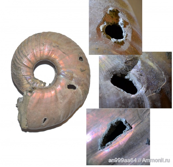 аммониты, Quenstedtoceras, Дубки, прижизненные повреждения, Ammonites