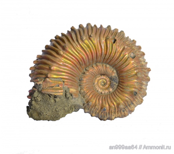 аммониты, юра, Kosmoceras, келловей, верхний келловей, Дубки, Kosmoceratidae, Саратовская область, Ammonites, Kosmoceras spinosum, Callovian, Jurassic, Middle Jurassic