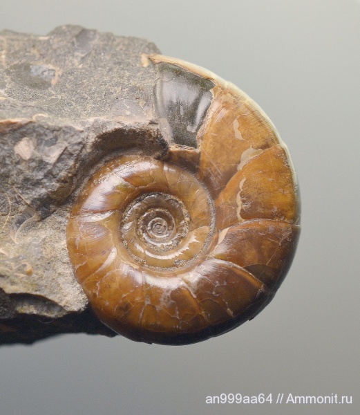 аммониты, Ammonites, Eogaudryceras, Eogaudryceras duvali