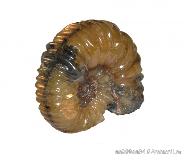 аммониты, Ammonites, Acanthohoplites