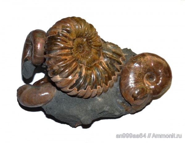 аммониты, Ammonites, Eogaudryceras, Zuercherella, Acanthohoplites, Acanthohoplites bigoureti, Eogaudryceras duvali