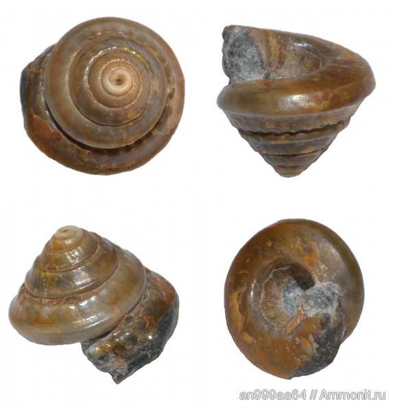 гастроподы, Bathrotomaria