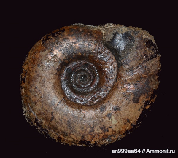 аммониты, юра, Laugeites, Мостово-Василево, Laugeites stschurowskii, Ammonites, Jurassic