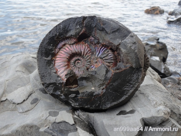 Deshayesites, нижний апт, Deshayesitidae, Aptian