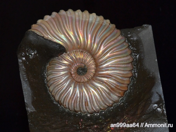 Deshayesites, апт, Deshayesites volgensis, Deshayesitidae, Aptian