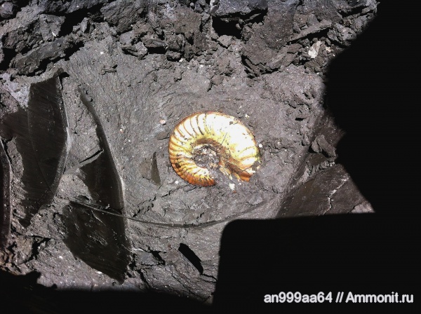 аммониты, юра, Sublunuloceras, Дубки, Hecticoceratinae, Ammonites, Jurassic