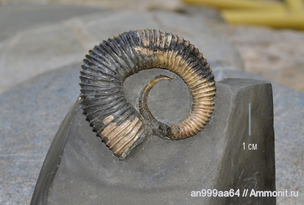 гетероморфные аммониты, Koeneniceras, Koeneniceras tenuiplicatum, heteromorph ammonites