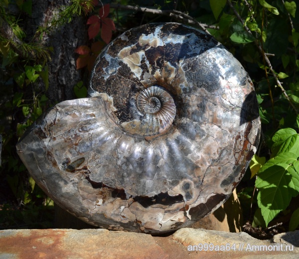 аммониты, Ammonites, Paradeshayesites, Paradeshayesites imitator