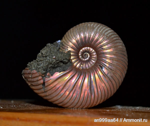 аммониты, юра, Quenstedtoceras, Дубки, Ammonites, Quenstedtoceras henrici, Jurassic