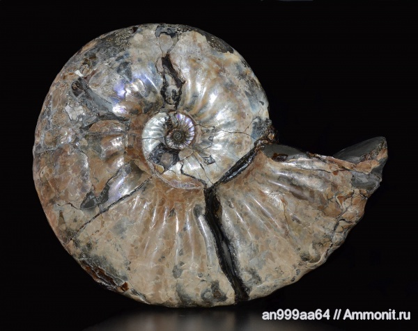 аммониты, макроконхи, Deshayesites, устье, Ammonites, Deshayesites bedouliensis, Macroconchs
