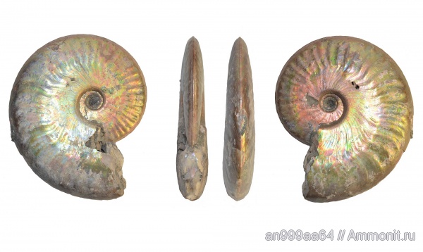 аммониты, юра, Sublunuloceras, Дубки, Hecticoceratinae, Ammonites, Sublunuloceras discoides