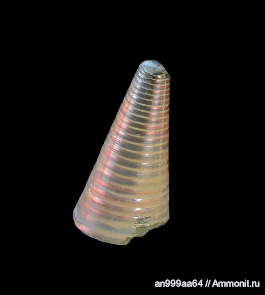 белемниты, фрагмоконы, belemnites, phragmocones