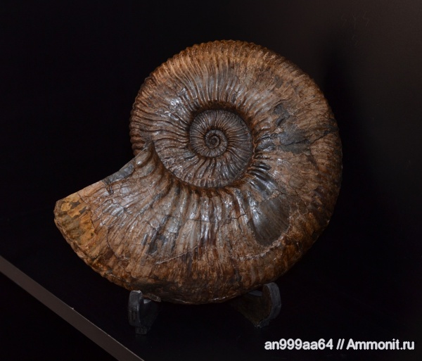 аммониты, сифон, Ammonites, Acanthohoplites, Parahoplitidae