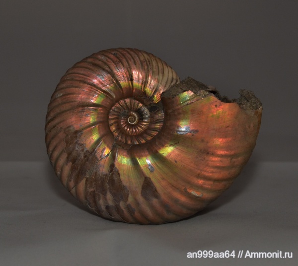 аммониты, Quenstedtoceras, Ammonites, Quenstedtoceras flexicostatum