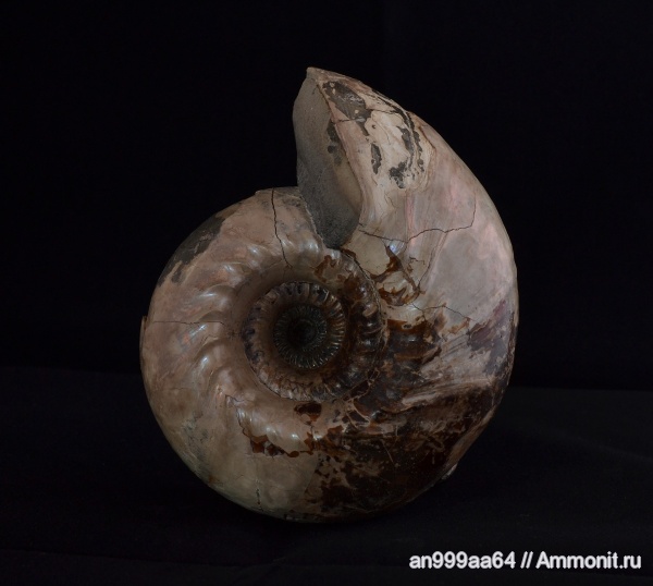 аммониты, юра, нижний келловей, Cadoceras, Cadoceras elatmae, устье, Cadoceratinae, Cardioceratidae, Ammonites, Paracadoceras, Paracadoceras elatmae