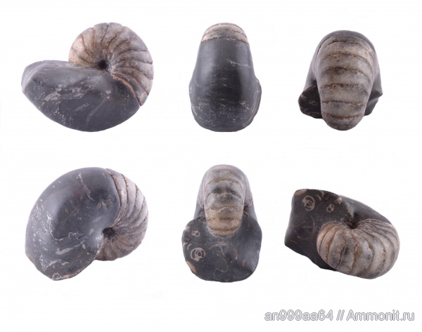 наутилусы, Nautilida, Nautilidae