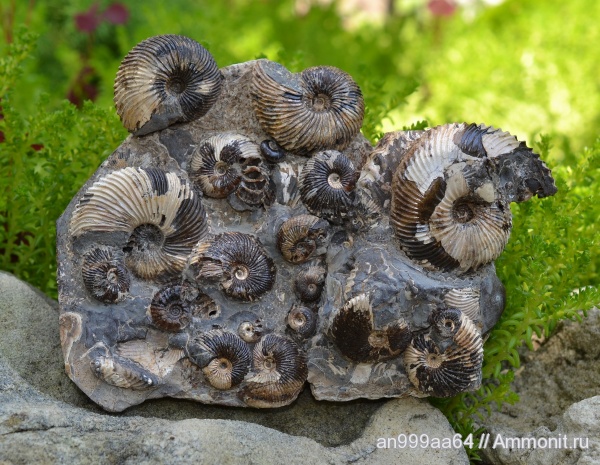 аммониты, Pseudocadoceras, Chamoussetia, Pseudocadoceras planus, Chamoussetia saratovensis