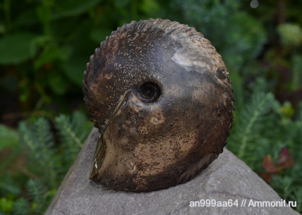 аммониты, Chamoussetia, Chamoussetia saratovensis