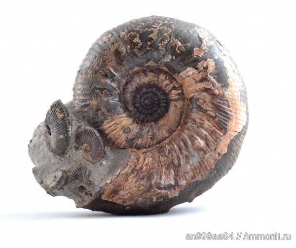 аммониты, Pseudocadoceras, Kepplerites, Kosmoceratidae, Gowericeras, Kepplerites toricellii, Gowericeras toricellii, Pseudocadoceras planum