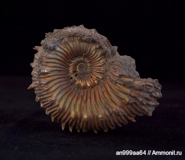 аммониты, Kosmoceras, Дубки, Kosmoceratidae, Ammonites, Kosmoceras spinosum, Callovian, Jurassic, Middle Jurassic