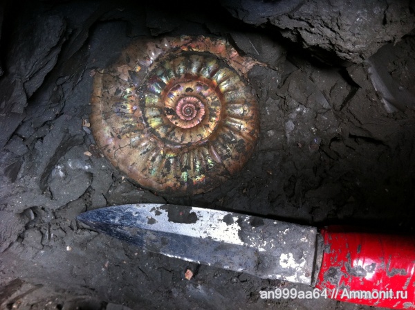 аммониты, Choffatia, Ammonites, Poculisphinctes, Grossouvria