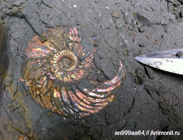 аммониты, юра, келловей, Quenstedtoceras, Quenstedtoceras lamberti, Дубки, устье