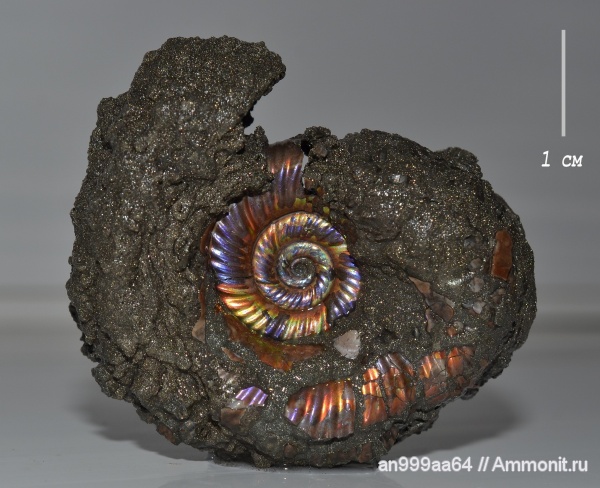 аммониты, Perisphinctidae, Alligaticeras