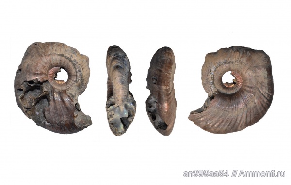 аммониты, Quenstedtoceras, прижизненные повреждения