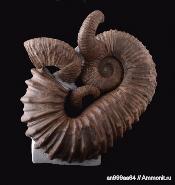 гетероморфные аммониты, устье, Pseudocrioceras, Ancyloceratidae, heteromorph ammonites