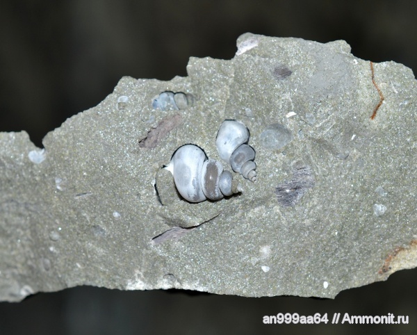 гастроподы, палеоген