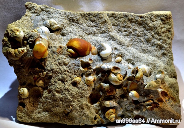 гастроподы, палеоген