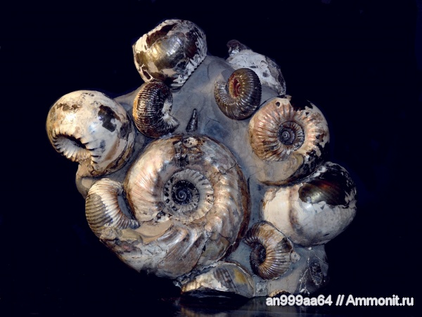 аммониты, юра, нижний келловей, Cadoceras, Cadoceras elatmae, устье, Cadoceratinae, Cardioceratidae, Ammonites, Paracadoceras, Paracadoceras elatmae