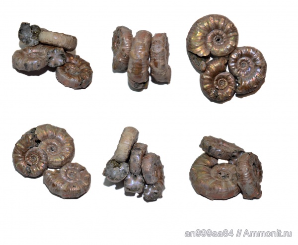 Euaspidoceras, Aspidoceratidae, Aspidoceratinae