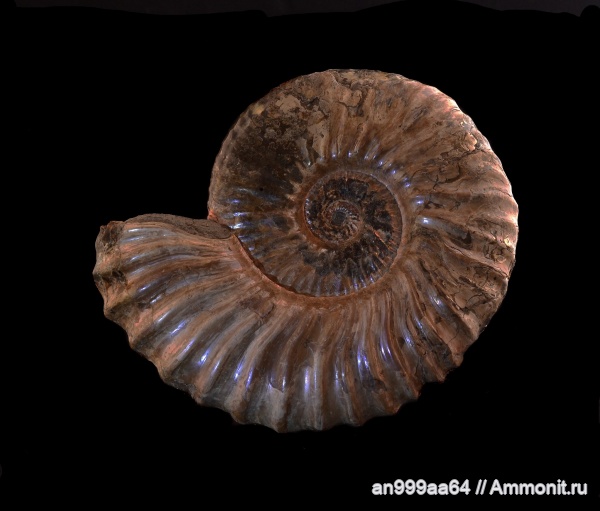 аммониты, Deshayesites, апт, Саратовская область, Ammonites, лопастные линии, асимметрия