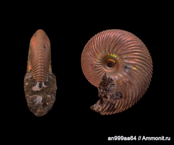аммониты, Cadoceratinae, Longoceras, Cardioceratidae, Ammonites, Longaeviceras, Longоceras nikitini