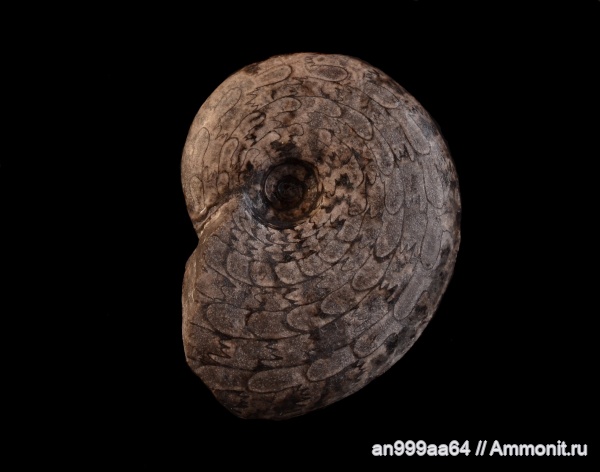 Ceratitida, цератиты, Arctoceras septentrionale, Arctoceras