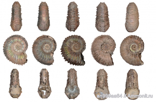 аммониты, Kosmoceras, Kosmoceratidae, Kosmoceras spinosum, Kosmoceras subspinosum