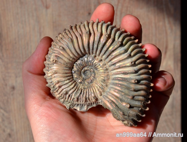 аммониты, Kosmoceras, Kosmoceratidae, Kosmoceras transitionis