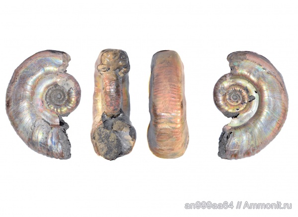 аммониты, Choffatia, Perisphinctidae, Ammonites, Grossouvria, ammonoid sublethal injuries