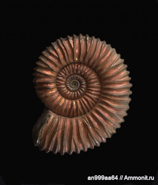 Peltoceras, Peltoceratoides, Peltoceratoides athletoides, Peltoceras athletoides