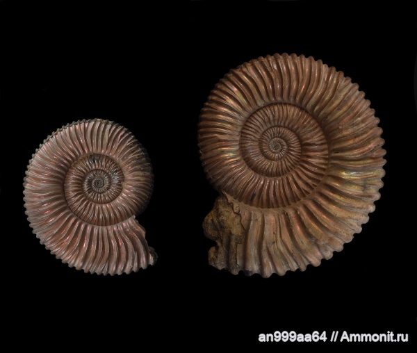 Peltoceras, Peltoceras arduennense, Peltoceratinae, Aspidoceratidae