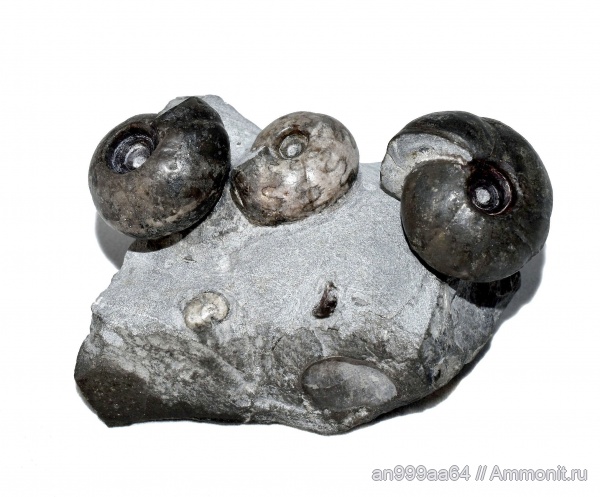 Ceratitida, цератиты, Prosphingitoides, Triassic