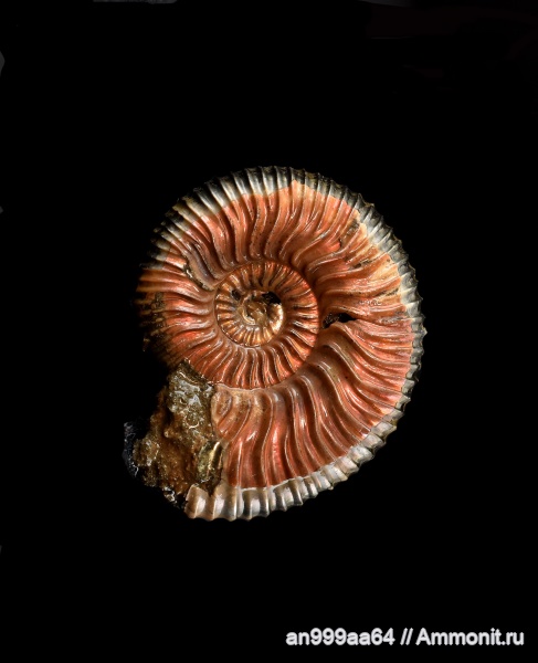 аммониты, Peltoceras, Дубки, Peltoceratoides, Ammonites, Parapeltoceras, Parapeltoceras sinzovi