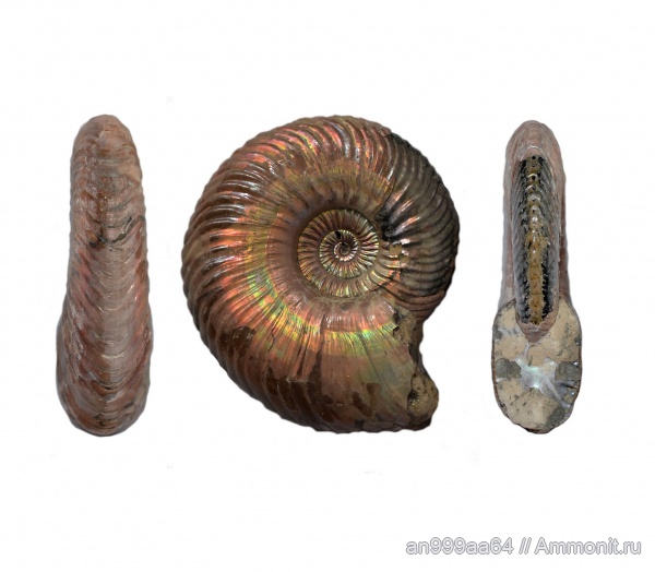 Quenstedtoceras, Ammonites