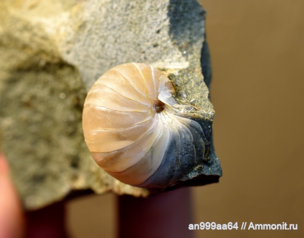 наутилусы, наутилоидеи, Eutrephoceras, Nautilida