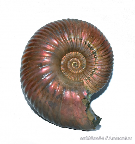 Quenstedtoceras, Дубки, Ammonites, Quenstedtoceras henrici