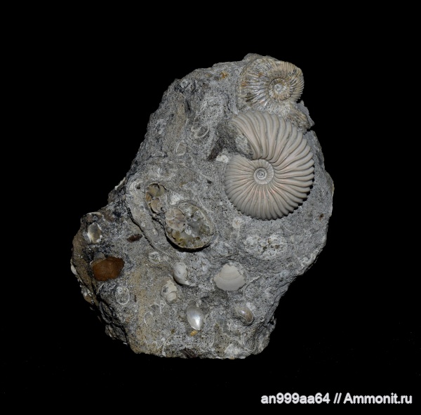 Pseudocadoceras, Kepplerites, Novocadoceras, Novocadoceras sasonovi