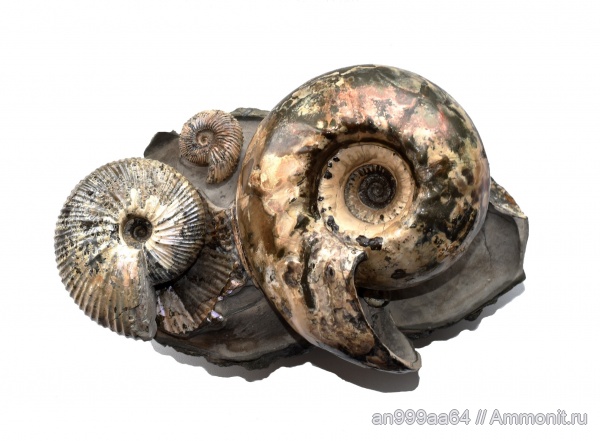 Pseudocadoceras, Cadoceras, Cadoceras elatmae, Macrocephalites, устье, Cadoceratinae, Cardioceratidae, Ammonites, Paracadoceras, Paracadoceras elatmae