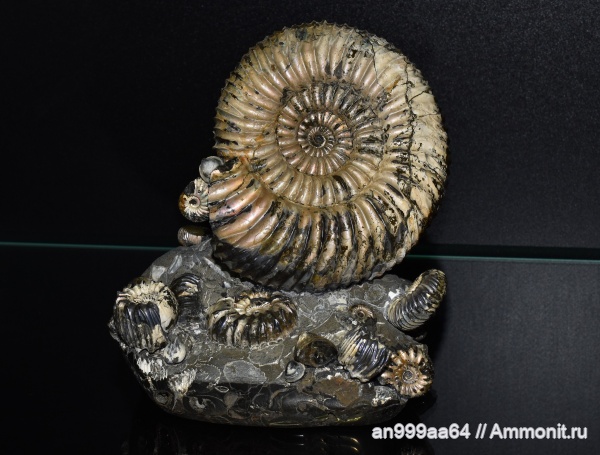 аммониты, Speetoniceras, Simbirskites, Ammonites, верхний готерив, Simbirskitidae