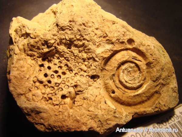 Euomphalus, Euomphalus marginatus